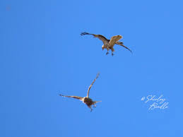 Image result for Poole Kite Fliers