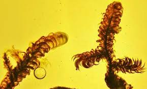 Attēlu rezultāti vaicājumam “Scorpidium revolvens”