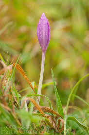 Image result for Herbstzeitlose