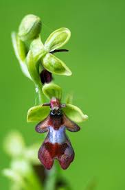 Attēlu rezultāti vaicājumam “Ophrys insectifera flower”