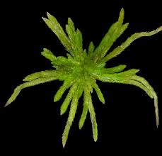 Attēlu rezultāti vaicājumam “Sphagnum girgensohnii”