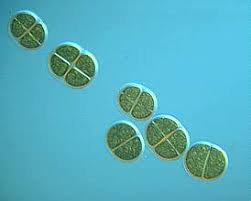 Attēlu rezultāti vaicājumam “Cyanophyta”