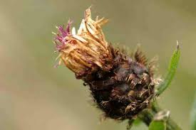 Attēlu rezultāti vaicājumam “Centaurea jacea fruit”