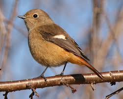 Attēlu rezultāti vaicājumam “Phoenicurus phoenicurus female”