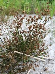 Attēlu rezultāti vaicājumam “Juncus bulbosus”