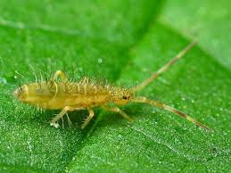 Attēlu rezultāti vaicājumam “Orchesella sp.”