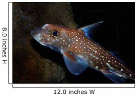 Image result for Hydrolagus colliei