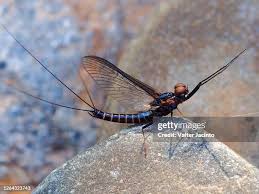 Attēlu rezultāti vaicājumam “Ephemeroptera imago”