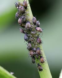 Attēlu rezultāti vaicājumam “Thecabius affinis nymph”