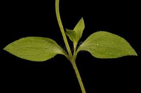 Attēlu rezultāti vaicājumam “Moehringia trinervia bud”