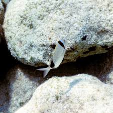 Image result for Diplodus vulgaris