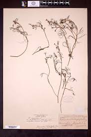 Attēlu rezultāti vaicājumam “Batrachium circinatum leaf”