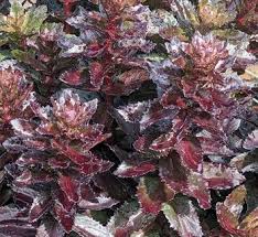 Attēlu rezultāti vaicājumam “Craterium aureum”