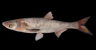 Image result for Hypophthalmichthys nobilis