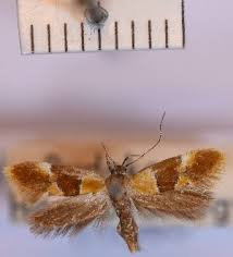 Attēlu rezultāti vaicājumam “Epicallima formosella”