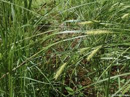 Attēlu rezultāti vaicājumam “Carex vesicaria”