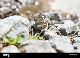 Attēlu rezultāti vaicājumam “Agrodiaetus damon”