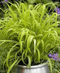 Attēlu rezultāti vaicājumam “Milium effusum”