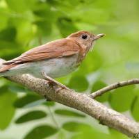 Image result for Catharus fuscescens