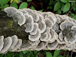 Attēlu rezultāti vaicājumam “Trametes ochracea”