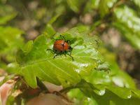 Attēlu rezultāti vaicājumam “Attelabus nitens”