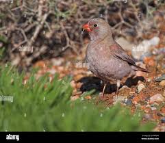 Image result for Bucanetes githagineus