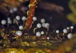 Attēlu rezultāti vaicājumam “Cribraria intricata”