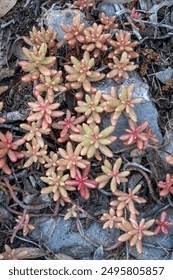 Attēlu rezultāti vaicājumam “Sedum album leaf”