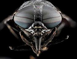 Attēlu rezultāti vaicājumam “Tabanidae”