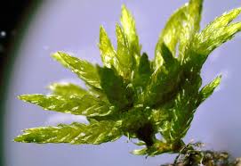 Attēlu rezultāti vaicājumam “Climacium dendroides sporophyte”