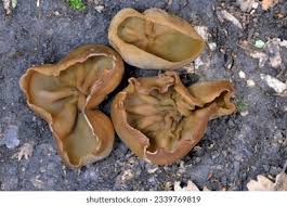 Attēlu rezultāti vaicājumam “Peziza badia”