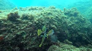 Image result for Sciaena umbra