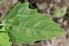 Attēlu rezultāti vaicājumam “Chenopodium acerifolium leaf”