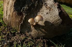 Attēlu rezultāti vaicājumam “Didymium xanthopus stalked”