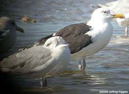 Attēlu rezultāti vaicājumam “Larus marinus adult”