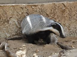 Attēlu rezultāti vaicājumam “Meles meles”