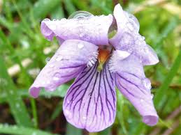 Attēlu rezultāti vaicājumam “Viola palustris”