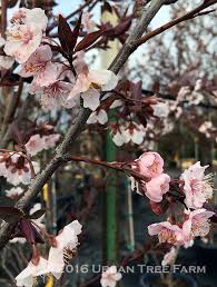 Attēlu rezultāti vaicājumam “Prunus cerasifera”
