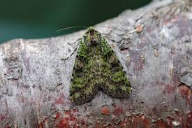 Attēlu rezultāti vaicājumam “Anaplectoides prasina”