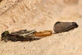 Attēlu rezultāti vaicājumam “Psyche casta”