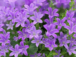Attēlu rezultāti vaicājumam “Campanula patula”