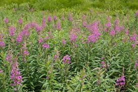 Image result for Epilobium angustifolium