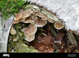 Attēlu rezultāti vaicājumam “Antrodiella”