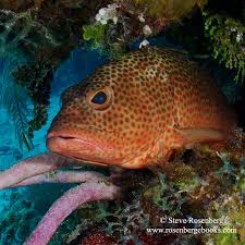 Image result for Cephalopholis fulva