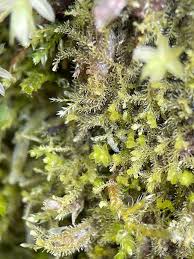 Attēlu rezultāti vaicājumam “Blepharostoma trichophyllum”