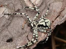 Attēlu rezultāti vaicājumam “Philodromus margaritatus”