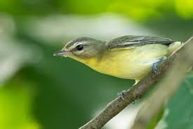 Image result for Vireo philadelphicus