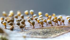 Attēlu rezultāti vaicājumam “Craterium minutum macro”