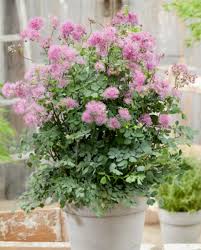 Attēlu rezultāti vaicājumam “Thalictrum aquilegifolium flower”