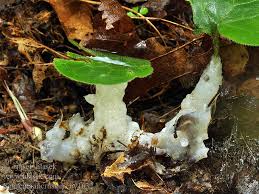 Attēlu rezultāti vaicājumam “Sebacina incrustans”